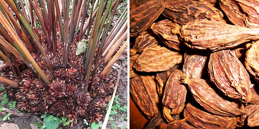 Nepali large black cardamom grown by Sumnima Group