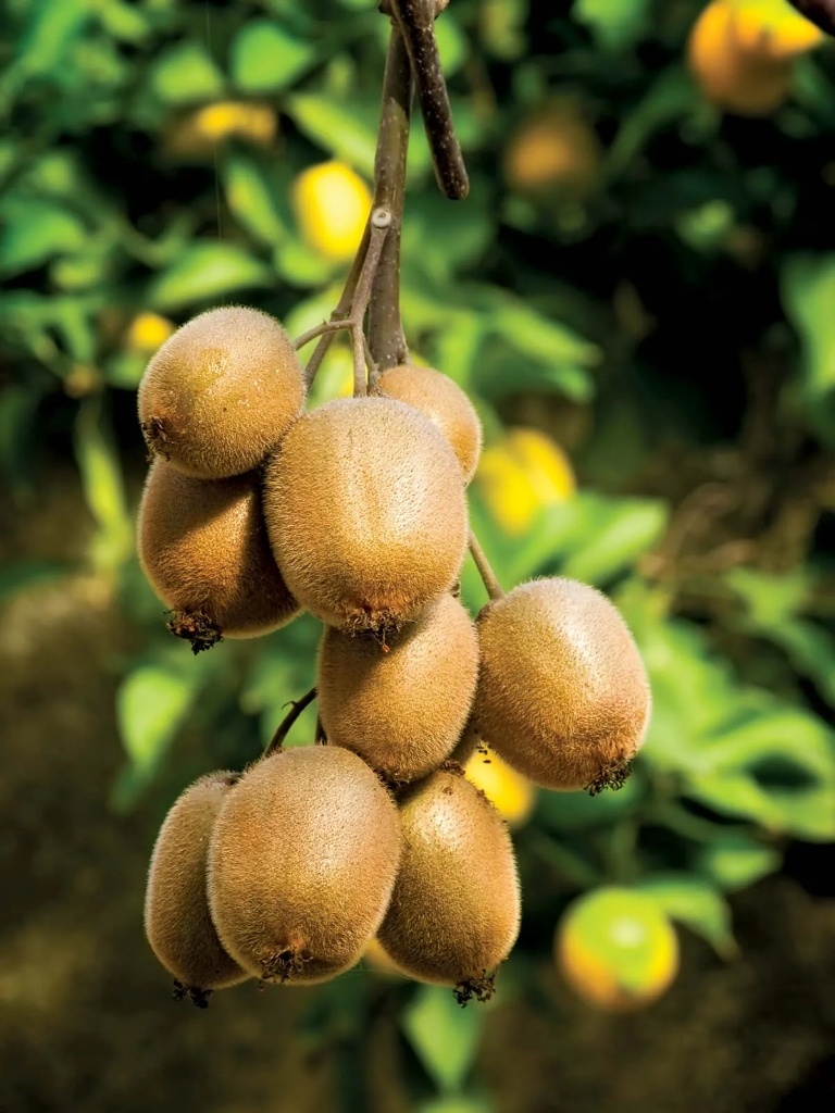 Sumnima Group Kiwi Orchard Taplejung Nepal